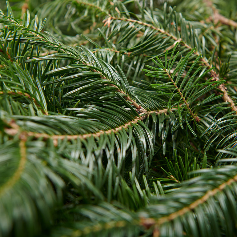 Fresh Fir Branches – 10 lb Bundle
