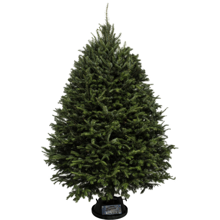 Sapin de Noël Baumier