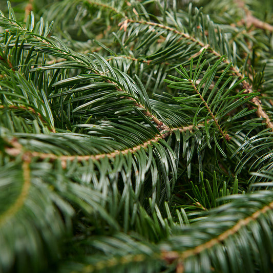 Balsam Fir Christmas Tree