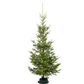 Wild Fir Christmas Tree